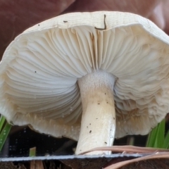 zz agaric (stem; gills white/cream) at Cook, ACT - 28 May 2021 09:36 AM