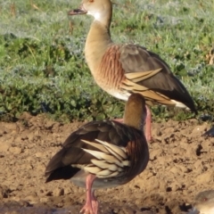 Dendrocygna eytoni (Plumed Whistling-Duck) at Bungendore, NSW - 23 May 2021 by RobParnell