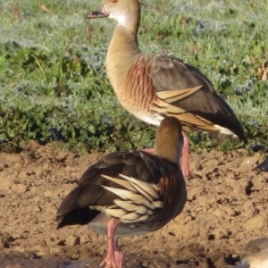 Dendrocygna eytoni at Bungendore, NSW - 23 May 2021