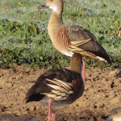 Dendrocygna eytoni (Plumed Whistling-Duck) at Bungendore, NSW - 23 May 2021 by RobParnell