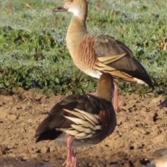 Dendrocygna eytoni (Plumed Whistling-Duck) at Bungendore, NSW - 22 May 2021 by RobParnell