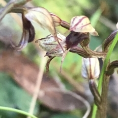 Acianthus collinus at Downer, ACT - 31 May 2021