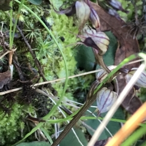 Acianthus collinus at Downer, ACT - 31 May 2021