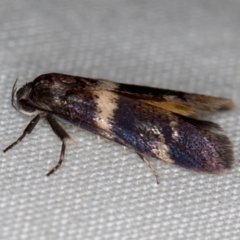 Crossophora semiota (A Concealer moth) at Melba, ACT - 9 Nov 2020 by Bron
