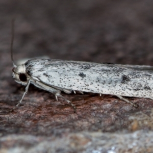 Oecophoridae provisional species 2 at Melba, ACT - 10 Nov 2020