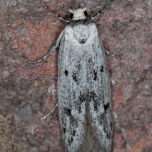 Oecophoridae provisional species 2 at Melba, ACT - 10 Nov 2020