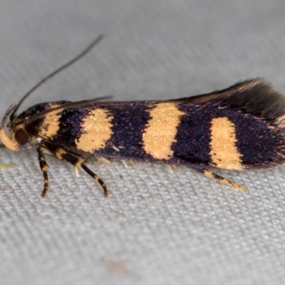Cirromitra tetratherma (A Concealer moth) at Melba, ACT - 10 Nov 2020 by Bron