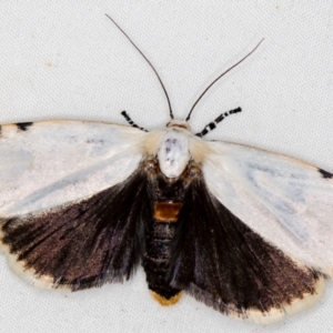 Unnamed genus and species at Melba, ACT - 10 Nov 2020 11:44 PM