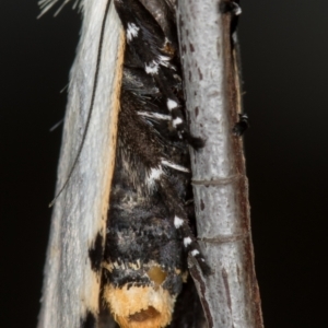 Unnamed genus and species at Melba, ACT - 10 Nov 2020 11:44 PM