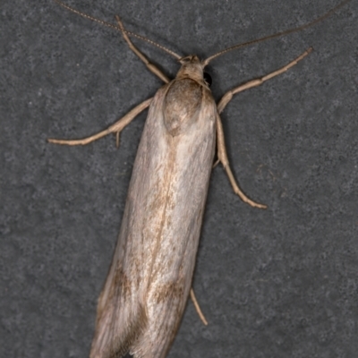 Oecophoridae (family) (Unidentified Oecophorid concealer moth) at Melba, ACT - 10 Nov 2020 by Bron