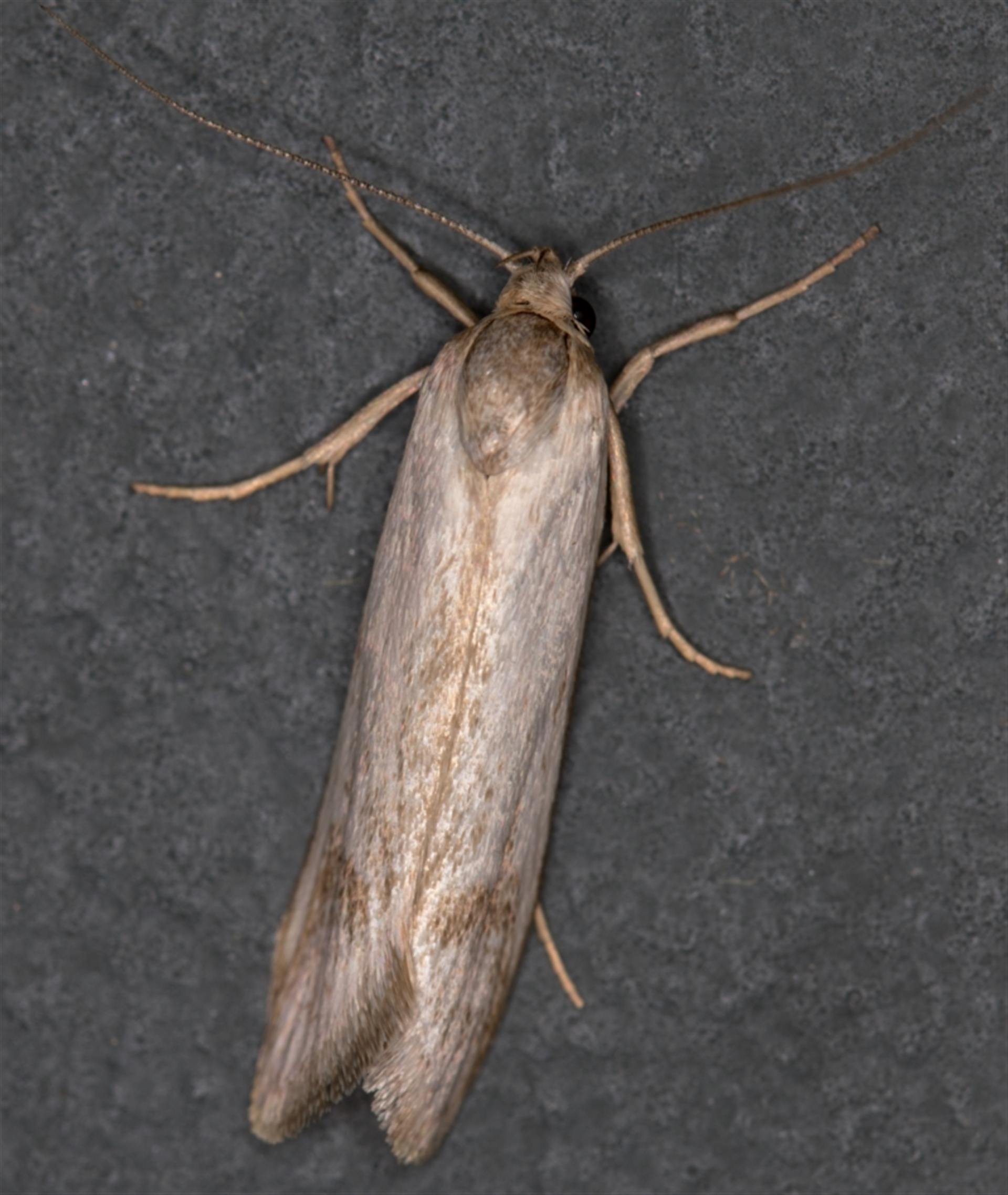 Oecophoridae (family) at Melba, ACT - 10 Nov 2020 11:42 PM