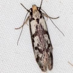 Eusemocosma pruinosa (Philobota Group Concealer Moth) at Melba, ACT - 10 Nov 2020 by Bron