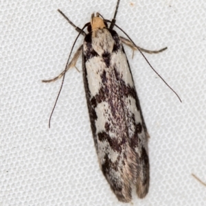 Eusemocosma pruinosa at Melba, ACT - 10 Nov 2020