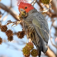 Callocephalon fimbriatum (Gang-gang Cockatoo) at Albury - 31 May 2021 by ghardham