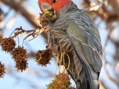 Callocephalon fimbriatum (Gang-gang Cockatoo) at West Albury, NSW - 31 May 2021 by ghardham