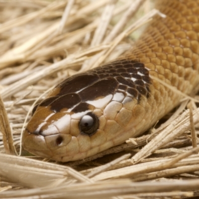 Parasuta flagellum (Little Whip-snake) at QPRC LGA - 31 May 2021 by BrianLR