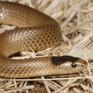 Parasuta flagellum at Bungendore, NSW - 31 May 2021