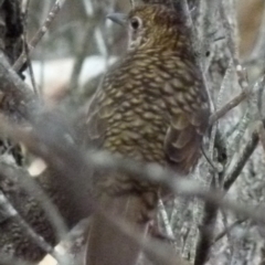 Zoothera lunulata (Bassian Thrush) at Boro - 18 Apr 2018 by Paul4K