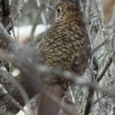 Zoothera lunulata (Bassian Thrush) at Boro, NSW - 19 Apr 2018 by Paul4K