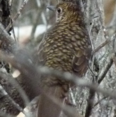 Zoothera lunulata (Bassian Thrush) at Boro, NSW - 18 Apr 2018 by Paul4K