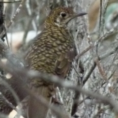 Zoothera lunulata at Boro, NSW - 19 Apr 2018