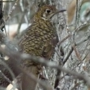 Zoothera lunulata at Boro, NSW - 19 Apr 2018