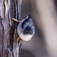 Daphoenositta chrysoptera (Varied Sittella) at Coree, ACT - 28 May 2021 by JohnHurrell