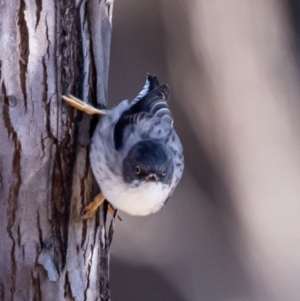 Daphoenositta chrysoptera at Coree, ACT - 29 May 2021