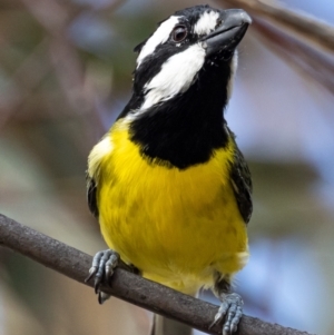 Falcunculus frontatus at Booth, ACT - 9 Apr 2021