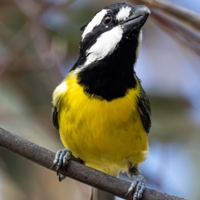 Falcunculus frontatus (Eastern Shrike-tit) at Booth, ACT - 9 Apr 2021 by JohnHurrell