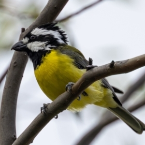 Falcunculus frontatus at Booth, ACT - 9 Apr 2021