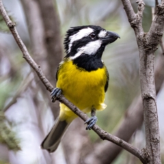 Falcunculus frontatus at Booth, ACT - 9 Apr 2021