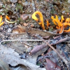 Clavulinopsis amoena (Yellow club) at Tidbinbilla Nature Reserve - 30 May 2021 by BarrieR