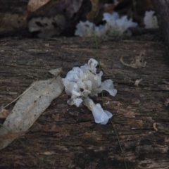 Tremella fuciformis (Snow Fungus) at Tidbinbilla Nature Reserve - 30 May 2021 by BarrieR