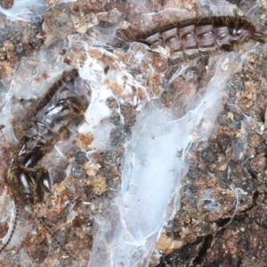 Embioptera (order) at Majura, ACT - 20 Aug 2020 05:09 PM