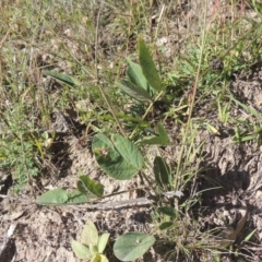 Oxytes brachypoda (Large Tick-trefoil) at Conder, ACT - 30 Mar 2021 by michaelb