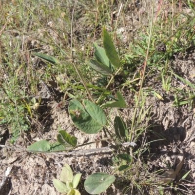 Oxytes brachypoda (Large Tick-trefoil) at Rob Roy Range - 30 Mar 2021 by michaelb