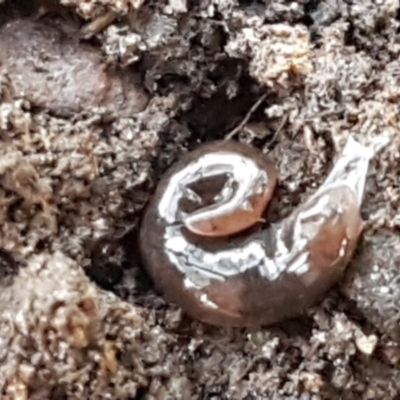 Anisorhynchodemus sp. (genus) (A flatworm) at Bruce, ACT - 1 Jun 2021 by trevorpreston