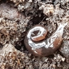 Anisorhynchodemus sp. (genus) (A flatworm) at Point 93 - 1 Jun 2021 by trevorpreston
