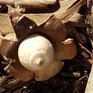 Geastrum sp. at O'Connor, ACT - 1 Jun 2021