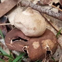 Geastrum sp. at O'Connor, ACT - 1 Jun 2021