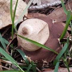 Geastrum sp. at O'Connor, ACT - 1 Jun 2021