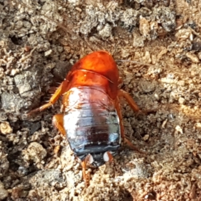 Unidentified Cockroach (Blattodea, several families) at Bruce Ridge - 1 Jun 2021 by trevorpreston