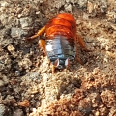 Blattidae sp. (family) at O'Connor, ACT - 1 Jun 2021 10:25 AM