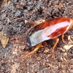 Blattidae sp. (family) at O'Connor, ACT - 1 Jun 2021