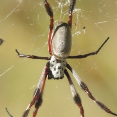 Trichonephila edulis (Golden orb weaver) at Rob Roy Range - 30 Mar 2021 by michaelb