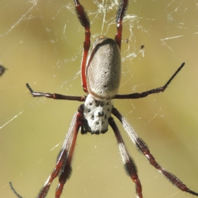 Trichonephila edulis (Golden orb weaver) at Conder, ACT - 30 Mar 2021 by michaelb