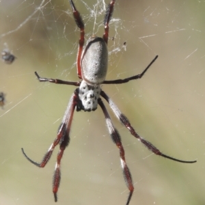 Trichonephila edulis at Conder, ACT - 30 Mar 2021 06:50 PM