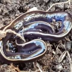Caenoplana coerulea (Blue Planarian, Blue Garden Flatworm) at Bruce Ridge - 1 Jun 2021 by trevorpreston