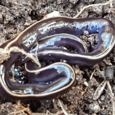 Caenoplana coerulea (Blue Planarian, Blue Garden Flatworm) at O'Connor, ACT - 1 Jun 2021 by trevorpreston